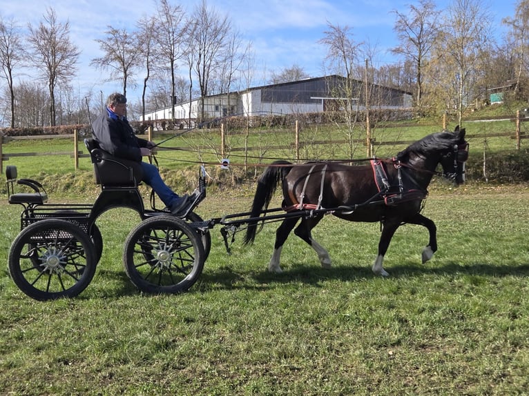 KWPN Klacz 12 lat 162 cm Kara in Simmerath