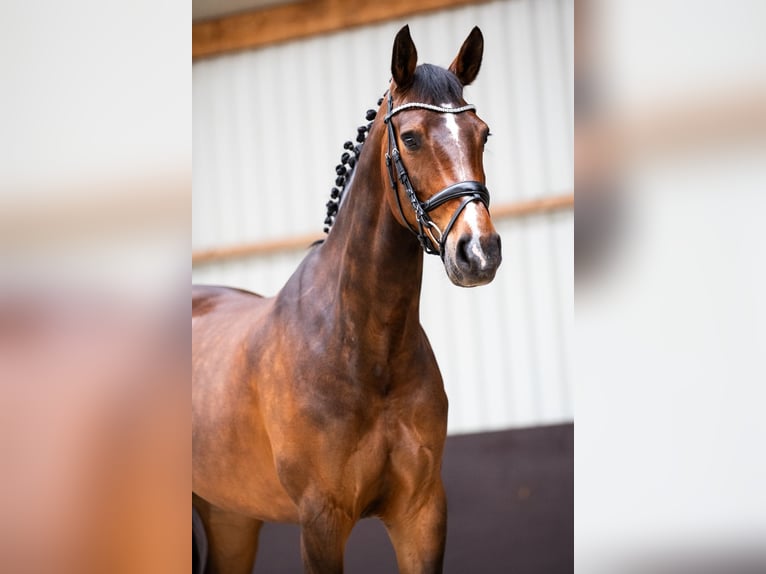 KWPN Klacz 12 lat 164 cm Ciemnogniada in Niederkrüchten
