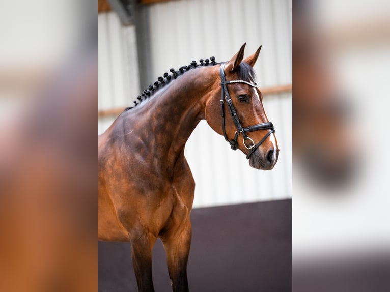KWPN Klacz 12 lat 164 cm Ciemnogniada in Niederkrüchten