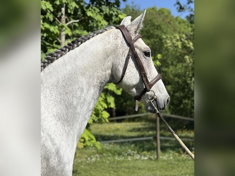 KWPN Klacz 12 lat 164 cm Siwa jabłkowita in Fargues Saint Hilaire