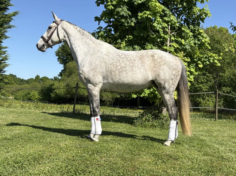 KWPN Klacz 12 lat 164 cm Siwa jabłkowita in Fargues Saint Hilaire