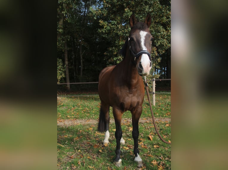 KWPN Klacz 12 lat 165 cm Gniada in Kleve