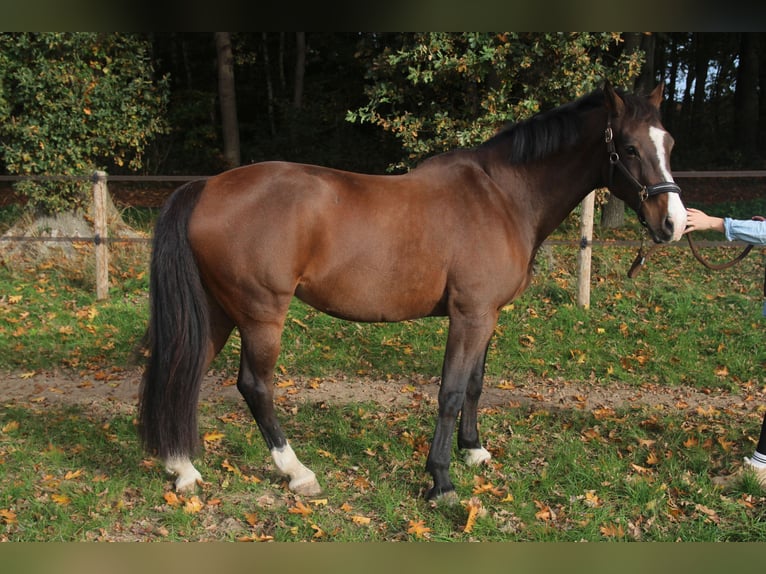 KWPN Klacz 12 lat 165 cm Gniada in Kleve