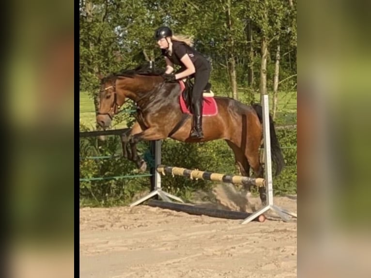 KWPN Klacz 12 lat 165 cm Gniada in Uelsen