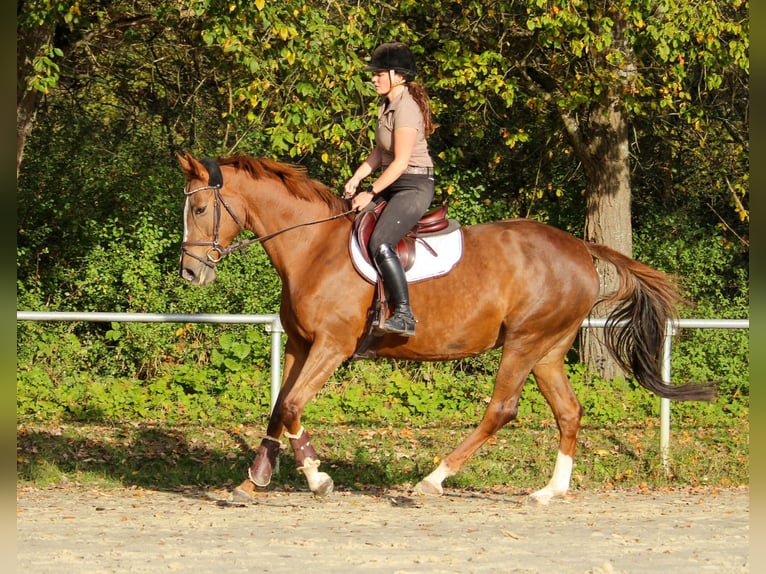 KWPN Klacz 12 lat 165 cm Kasztanowata in Sindelfingen