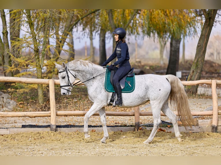 KWPN Mix Klacz 12 lat 165 cm Siwa jabłkowita in Gyömrő