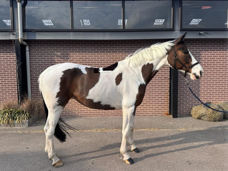 KWPN Klacz 12 lat 165 cm Tobiano wszelkich maści in Besancon