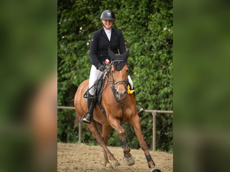 KWPN Klacz 12 lat 166 cm Kasztanowata in Wachtendonk