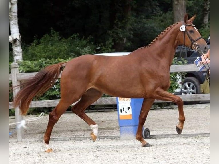 KWPN Klacz 12 lat 167 cm Kasztanowata in Olfen
