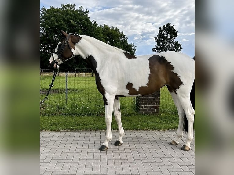 KWPN Klacz 12 lat 168 cm Tobiano wszelkich maści in Loughborough