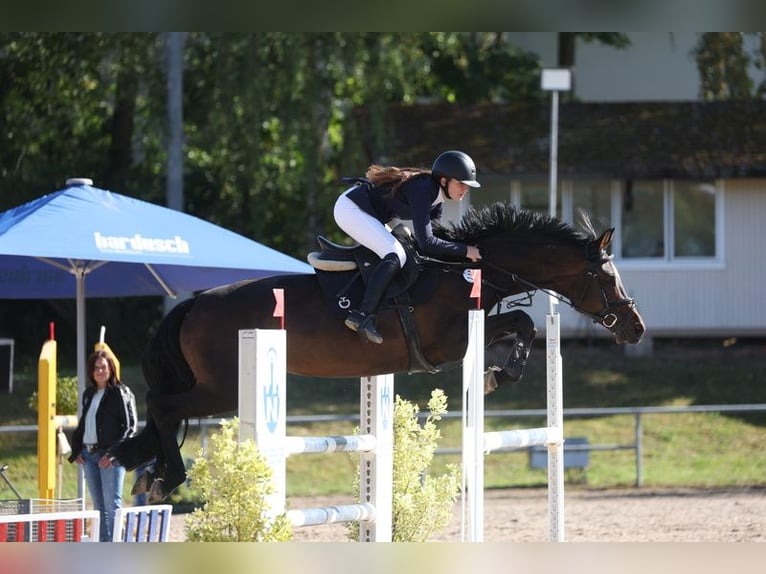 KWPN Klacz 12 lat 170 cm Ciemnogniada in Eppingen