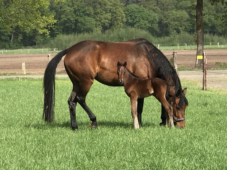 KWPN Klacz 12 lat 171 cm Gniada in Bornerbroek