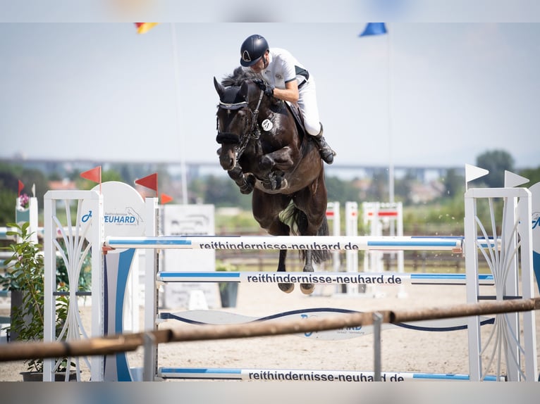 KWPN Klacz 12 lat 171 cm Kara in Koblenz