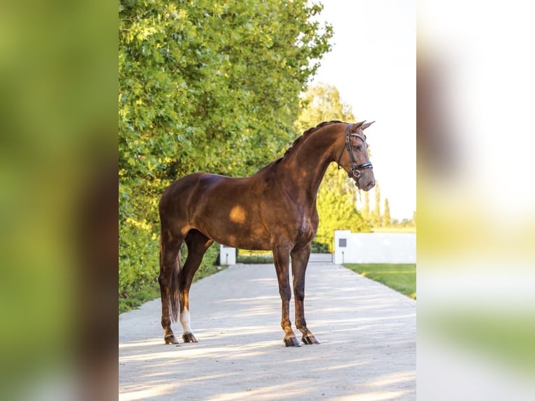 KWPN Klacz 12 lat 173 cm in Asten