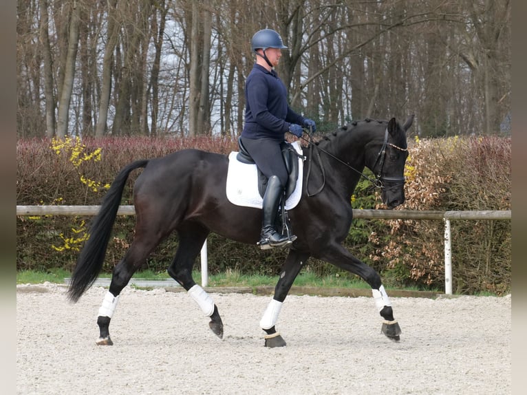 KWPN Klacz 12 lat 175 cm Kara in Neustadt (Wied)