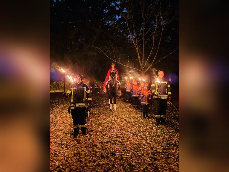 KWPN Klacz 12 lat 180 cm Skarogniada in Hofheim am Taunus