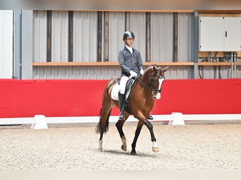 KWPN Klacz 13 lat 160 cm Gniada in Zieuwent