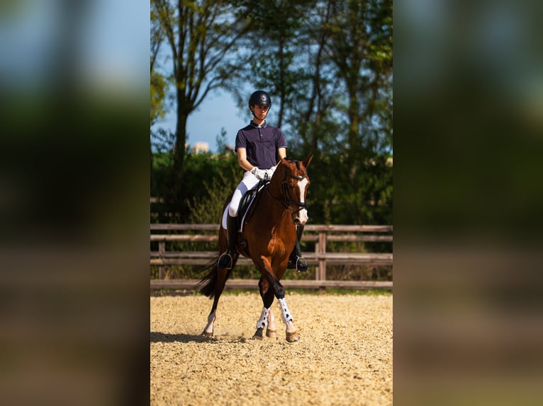 KWPN Klacz 13 lat 160 cm Gniada in Zieuwent