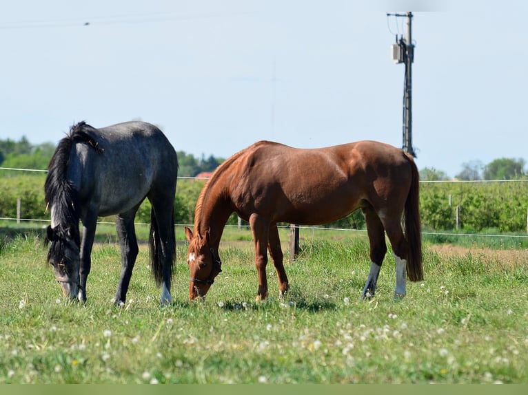 KWPN Klacz 13 lat 160 cm Kasztanowata in Radziejów