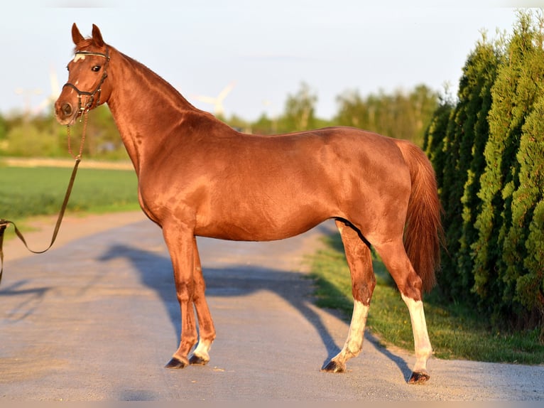 KWPN Klacz 13 lat 160 cm Kasztanowata in Siedleczek