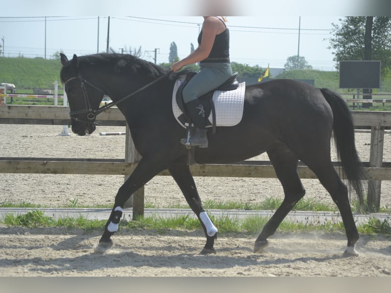 KWPN Klacz 13 lat 167 cm Skarogniada in Breda