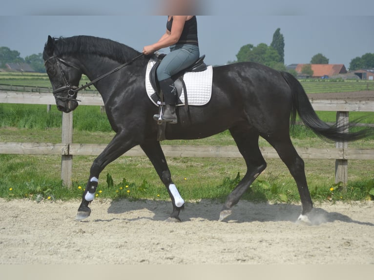KWPN Klacz 13 lat 167 cm Skarogniada in Breda
