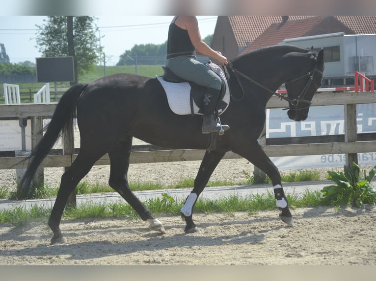 KWPN Klacz 13 lat 167 cm Skarogniada in Breda