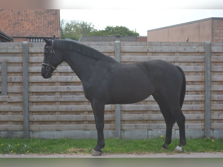 KWPN Klacz 13 lat 167 cm Skarogniada in Breda