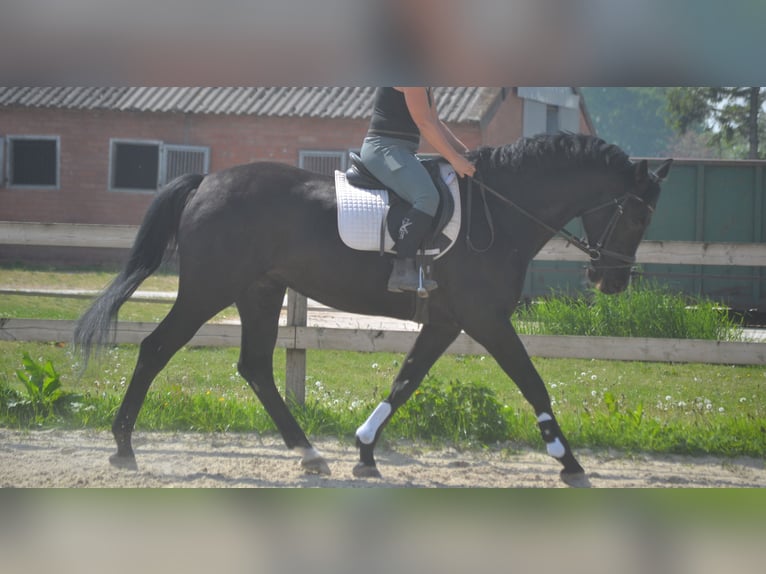KWPN Klacz 13 lat 167 cm Skarogniada in Breda