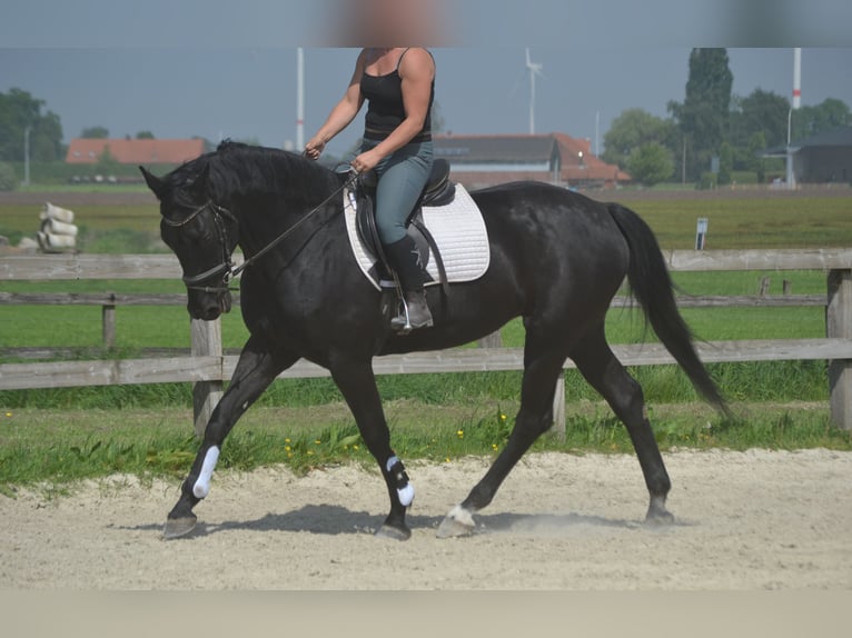 KWPN Klacz 13 lat 167 cm Skarogniada in Breda