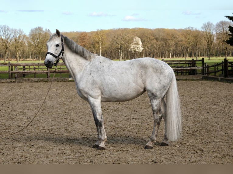 KWPN Klacz 13 lat 168 cm Siwa in Vlierden