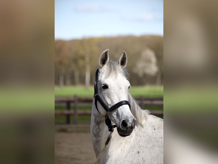 KWPN Klacz 13 lat 168 cm Siwa in Vlierden