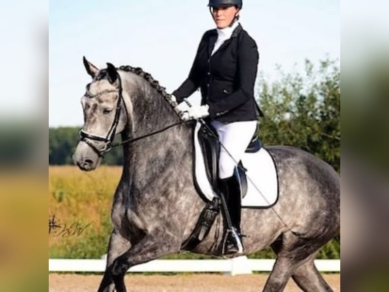 KWPN Klacz 13 lat 168 cm Siwa in Vlierden