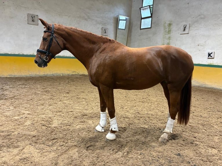 KWPN Klacz 13 lat 170 cm Cisawa in Pozuelo De Alarcon