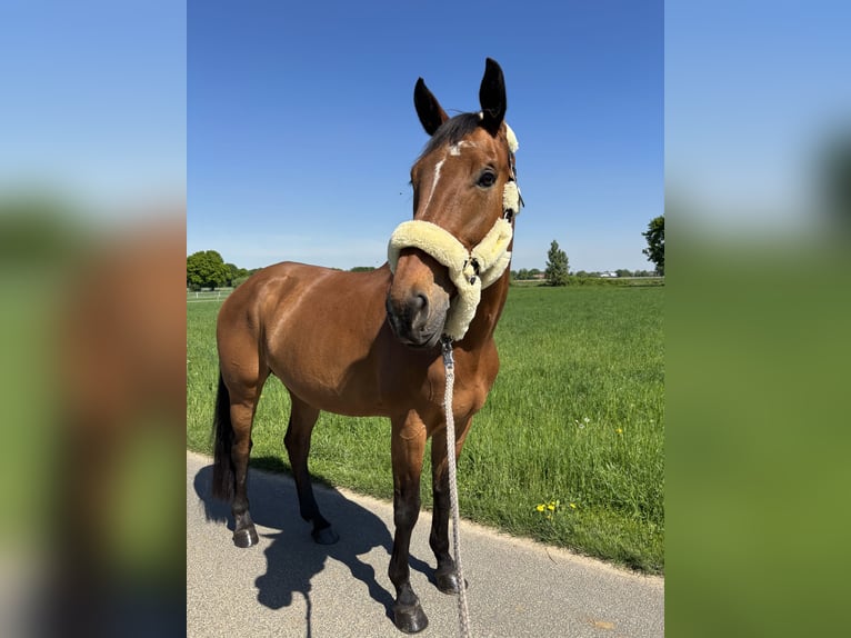 KWPN Klacz 13 lat 170 cm Gniada in Rheurdt