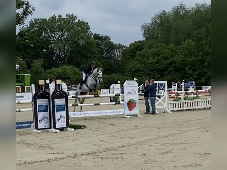 KWPN Klacz 13 lat 170 cm Siwa jabłkowita in Ahlen
