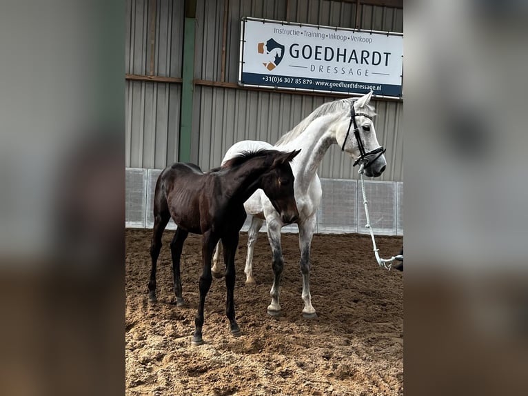 KWPN Klacz 13 lat 170 cm Stalowosiwy in Nijmegen