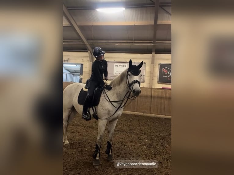 KWPN Klacz 13 lat 170 cm Stalowosiwy in Nijmegen