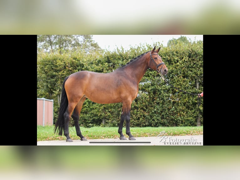 KWPN Klacz 13 lat 175 cm Gniada in Ederveen