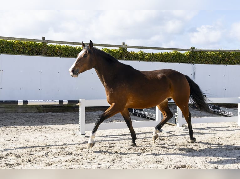 KWPN Klacz 13 lat 176 cm Gniada in Waddinxveen