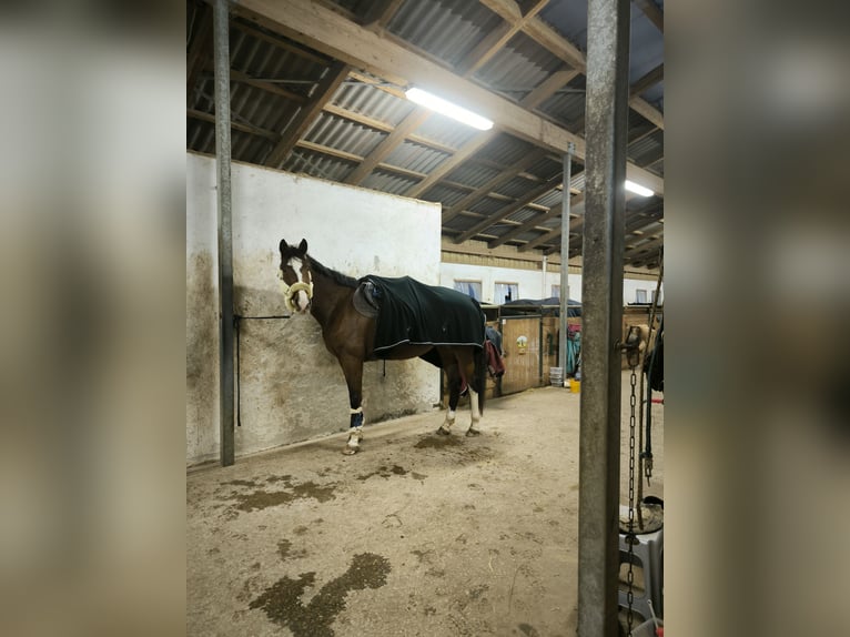 KWPN Klacz 13 lat 178 cm Gniada in Neumarkt in der Oberpfalz