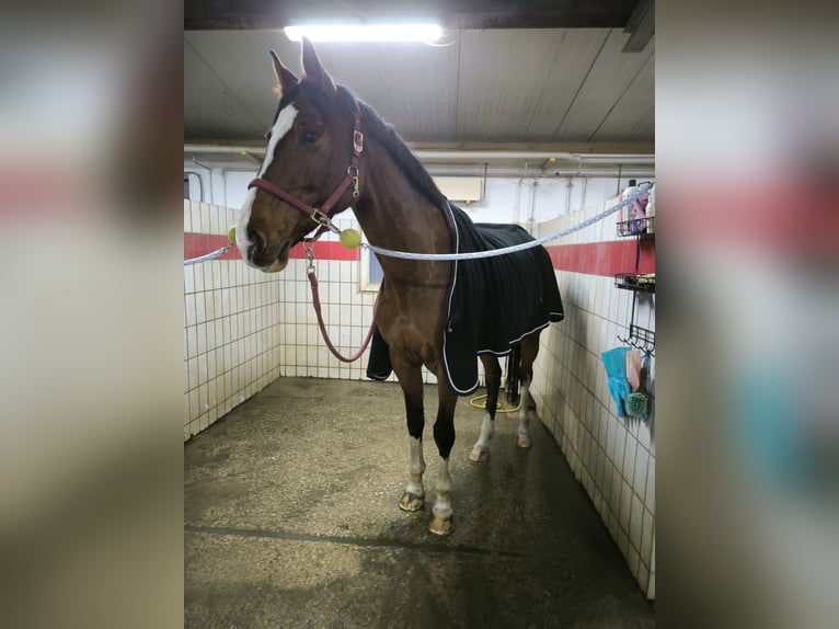 KWPN Klacz 13 lat 178 cm Gniada in Neumarkt in der Oberpfalz
