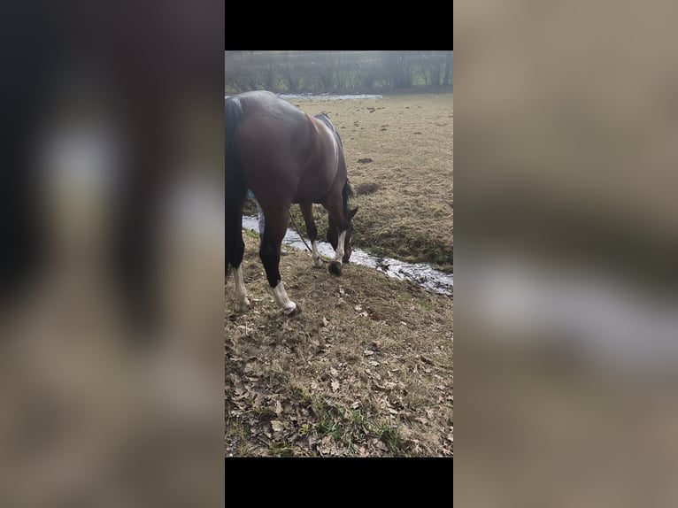 KWPN Klacz 13 lat 178 cm Gniada in Neumarkt in der Oberpfalz