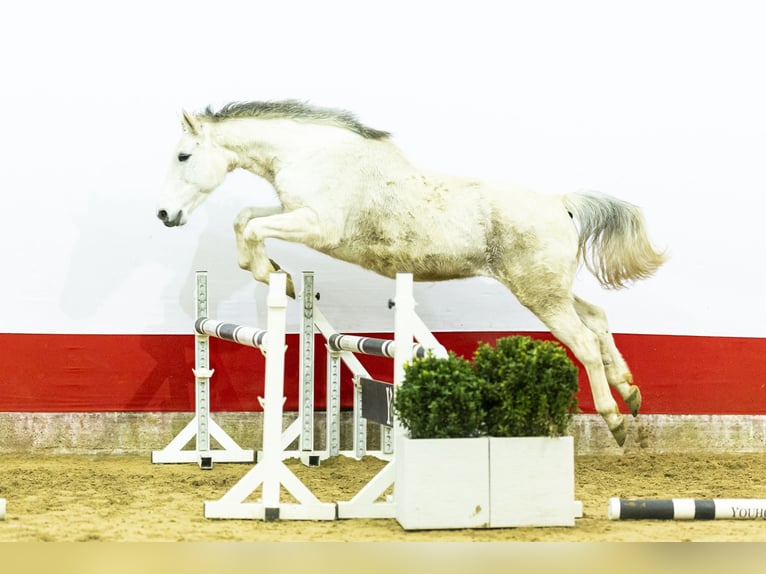 KWPN Klacz 14 lat 163 cm  in Waddinxveen