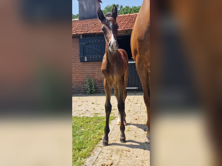 KWPN Klacz 14 lat 165 cm Ciemnokasztanowata in Doesburg