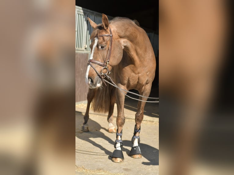 KWPN Klacz 14 lat 165 cm Ciemnokasztanowata in Geilenkirchen