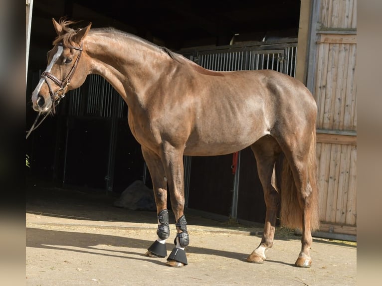 KWPN Klacz 14 lat 165 cm Ciemnokasztanowata in Geilenkirchen