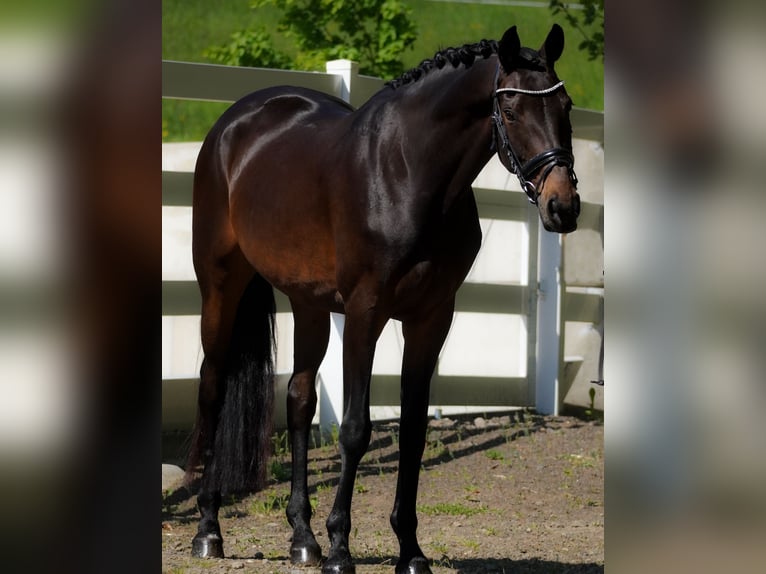 KWPN Klacz 14 lat 165 cm Gniada in Nettersheim