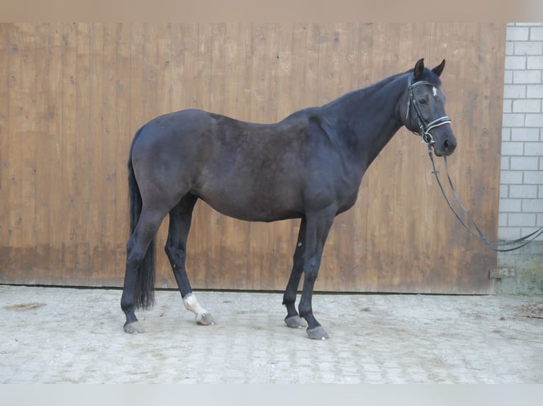 KWPN Klacz 14 lat 166 cm Kara in Dortmund