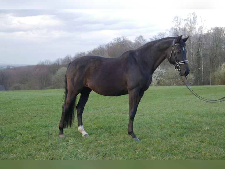 KWPN Klacz 14 lat 166 cm Kara in Dortmund